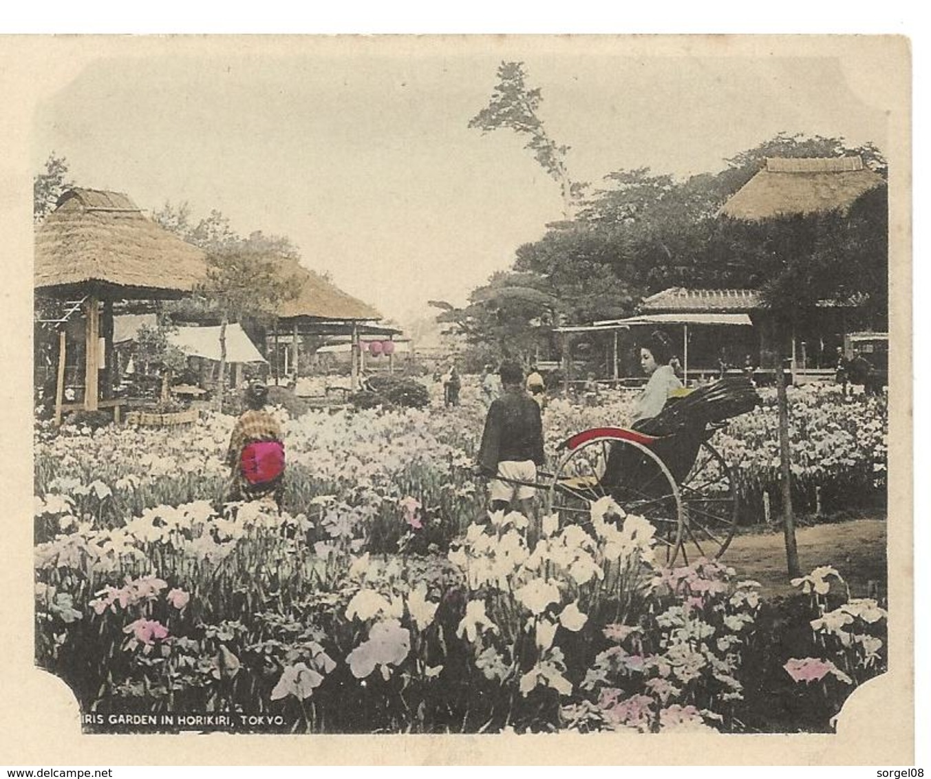 JAPON TOKIO Iris Garden In Horikiri - Tokyo