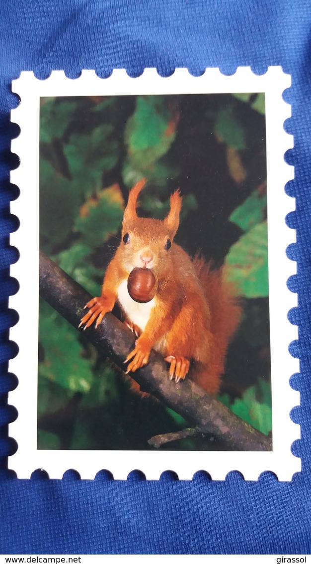 CPM ECUREUIL SQUIRRELS SCIRIUS VULGARIS EICHHORNCHEN CARTE TIMBRE FOTOLINE - Autres & Non Classés