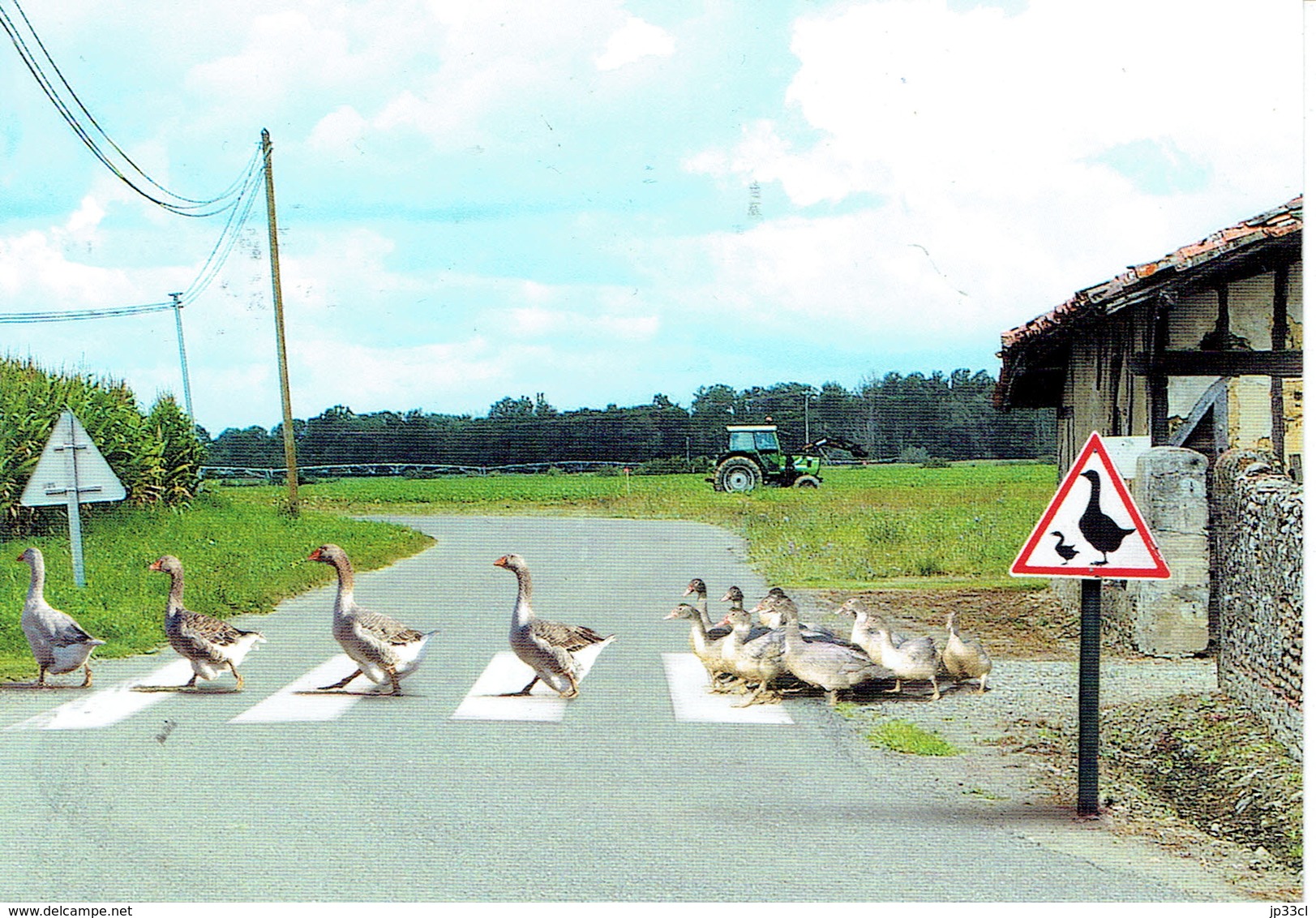 Beatles Abbey Road Revisité Par Les Oies Du Sud-Ouest - Altri Oggetti