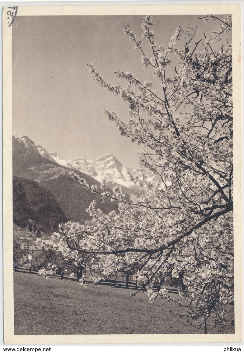 Blaukreuzjugendwerk St. Gallen-Appenzell - Frühling Im Domleschg - Photo Alb. Steiner - St. Moritz - Domleschg