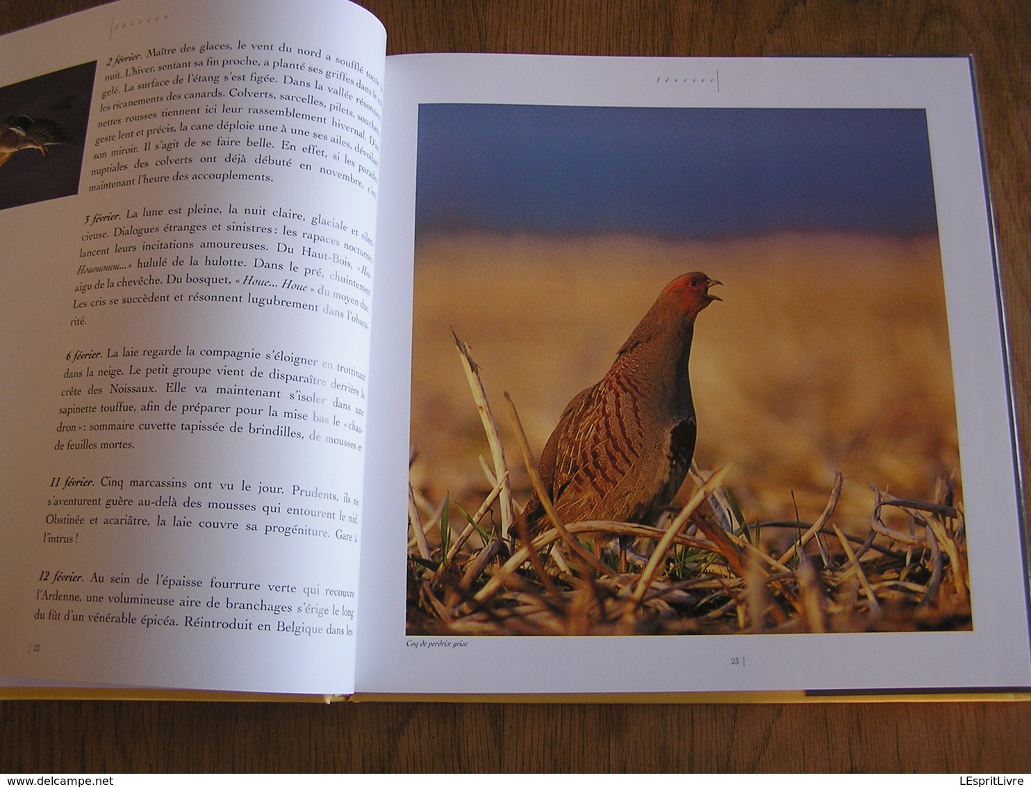 FAUNE SAUVAGE DE BELGIQUE Animaux Oiseaux Mammifères Cerf Sanglier Rapace Renard Hiboux Photographies Photos