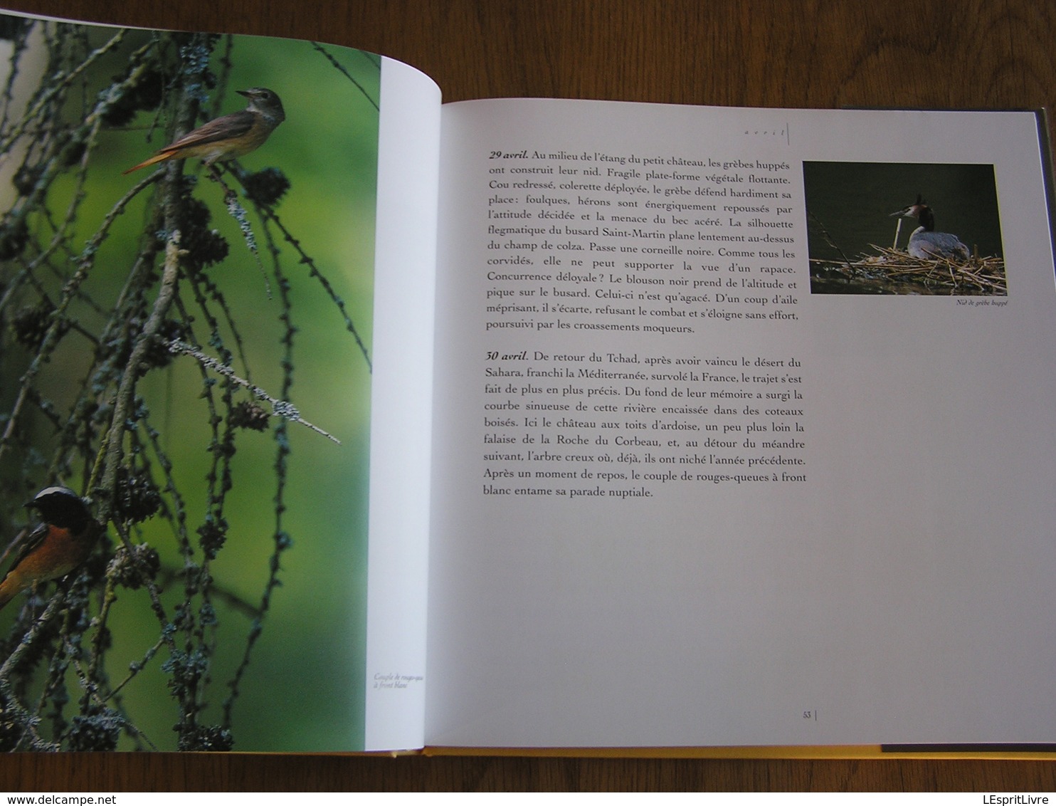 FAUNE SAUVAGE DE BELGIQUE Animaux Oiseaux Mammifères Cerf Sanglier Rapace Renard Hiboux Photographies Photos