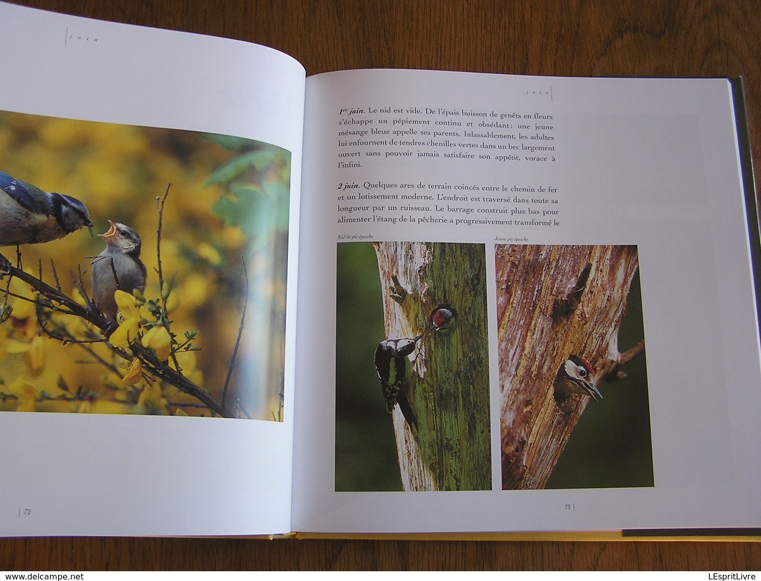 FAUNE SAUVAGE DE BELGIQUE Animaux Oiseaux Mammifères Cerf Sanglier Rapace Renard Hiboux Photographies Photos