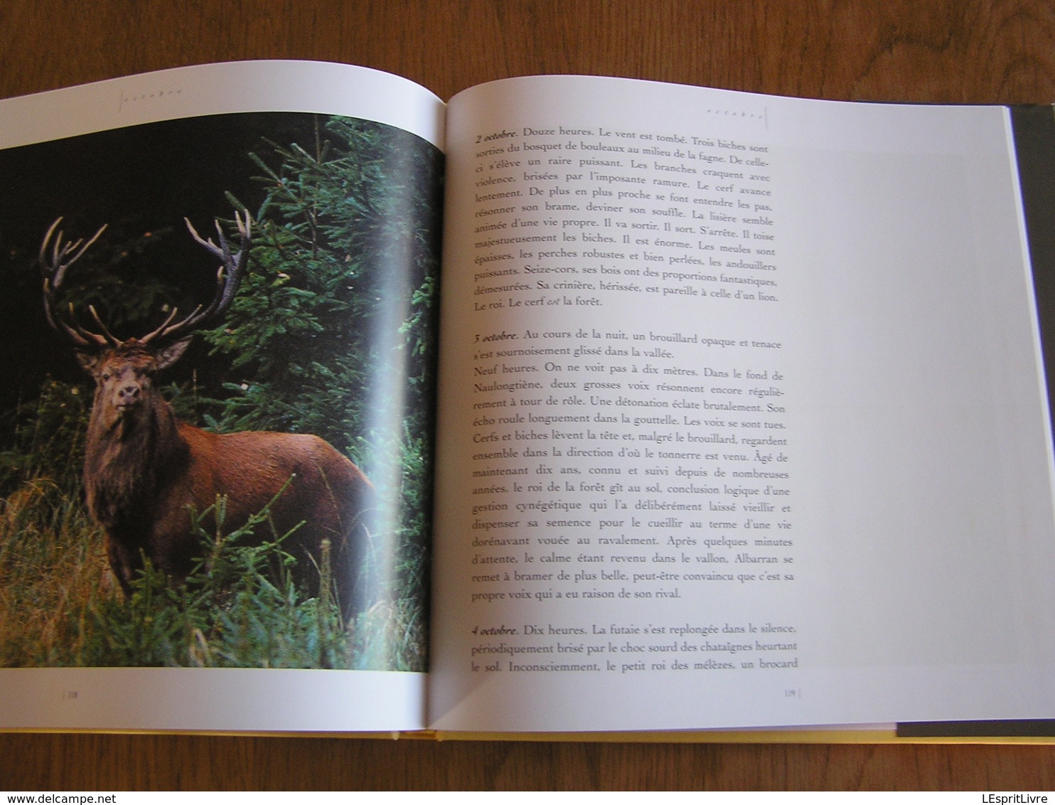 FAUNE SAUVAGE DE BELGIQUE Animaux Oiseaux Mammifères Cerf Sanglier Rapace Renard Hiboux Photographies Photos