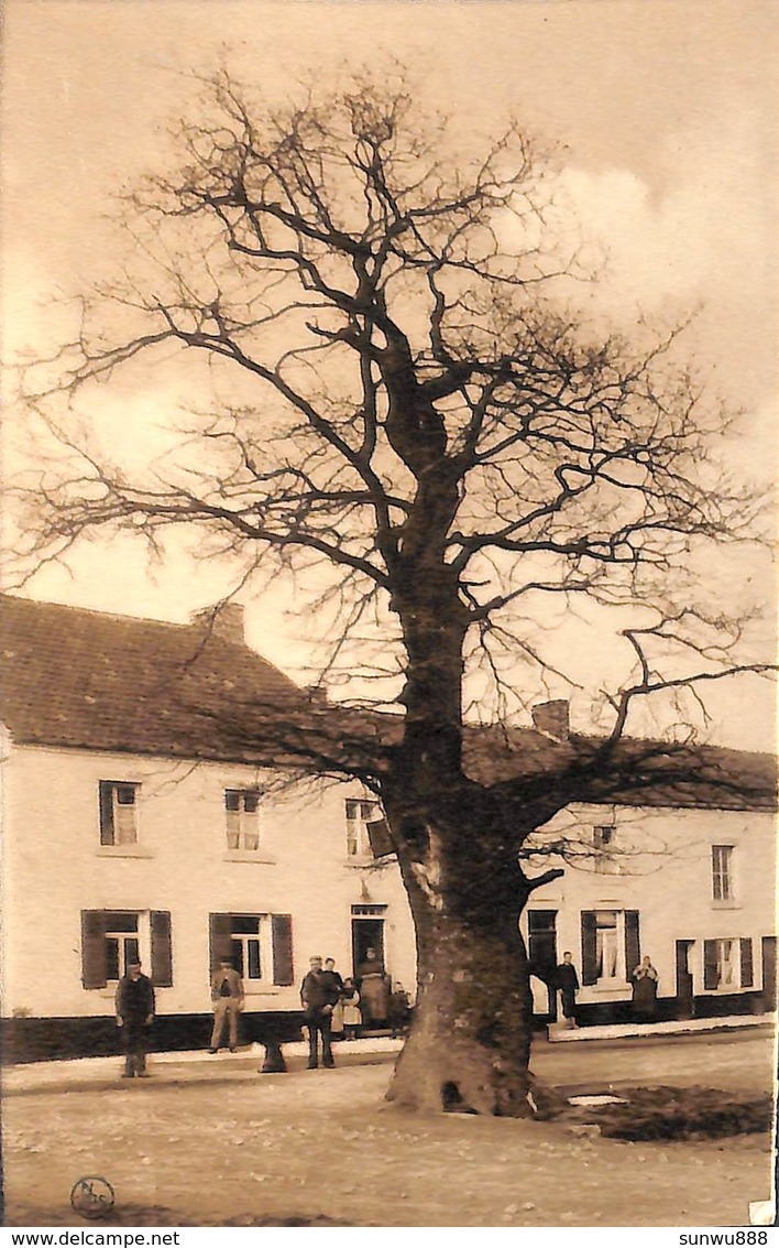 Floriffoux - Chêne Arbre Remarquable (animée) - Floreffe