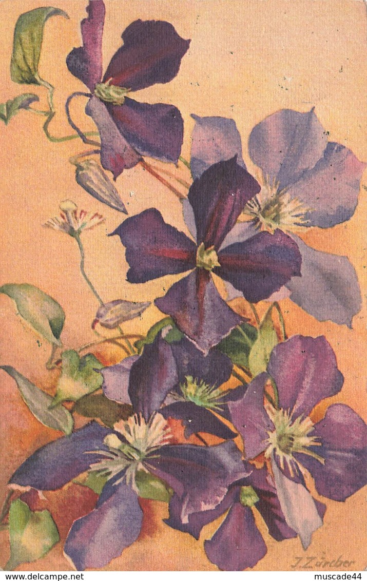 CLEMATITE - Flowers