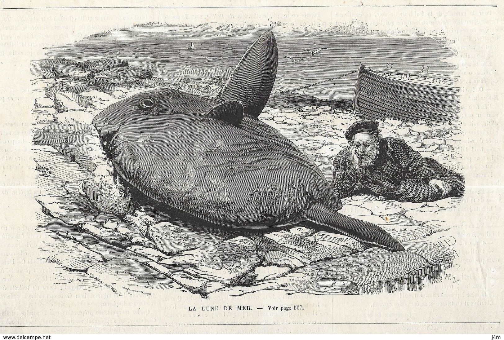 GRAVURE De 1872.....La LUNE De MER....POISSON LUNE - Estampes & Gravures