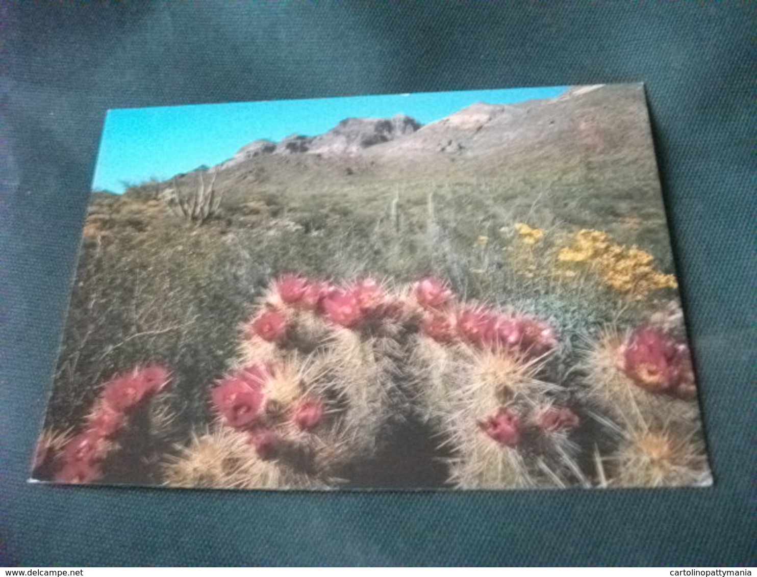 PIANTA GRASSA CACTUS HEDGEHOG ECHINOCEREUS ENGLEMANNII DESERT IN BLOOM ARIZONA U.S.A. - Cactus
