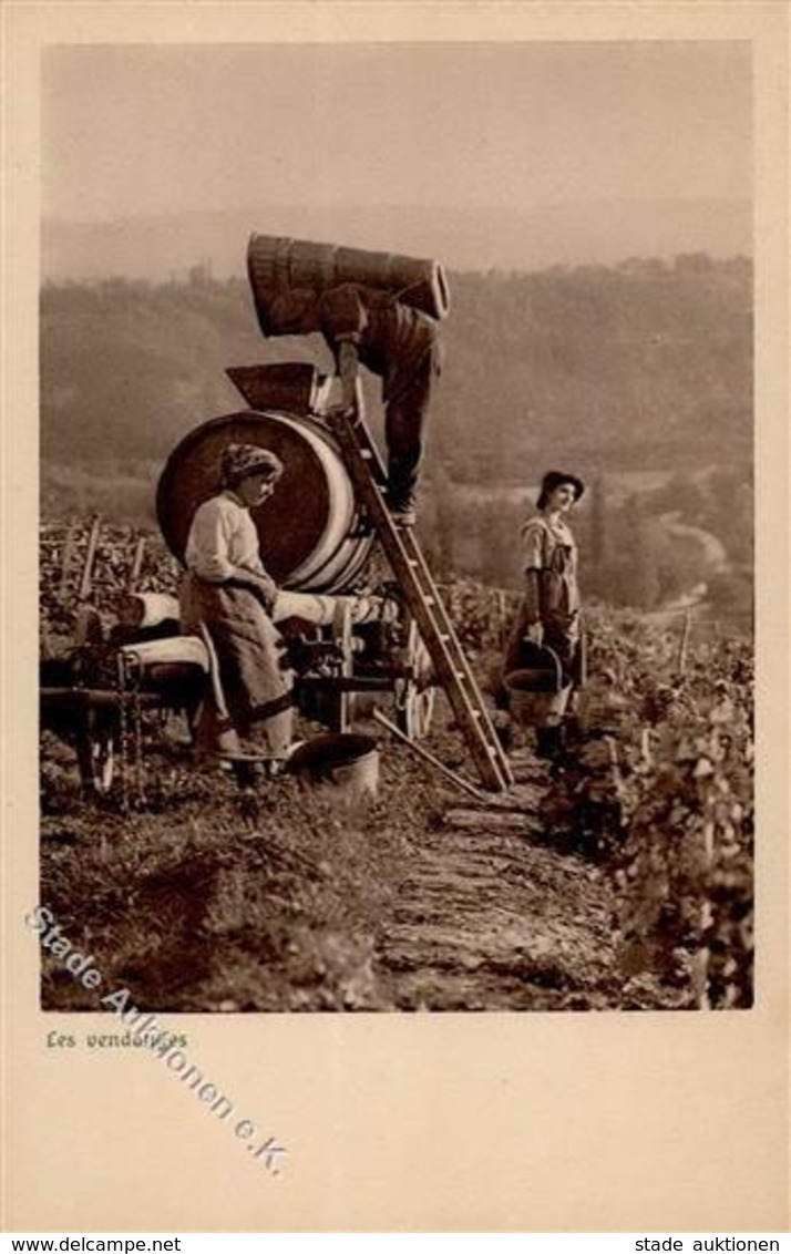 Wein Weinlese I-II Vigne - Ausstellungen