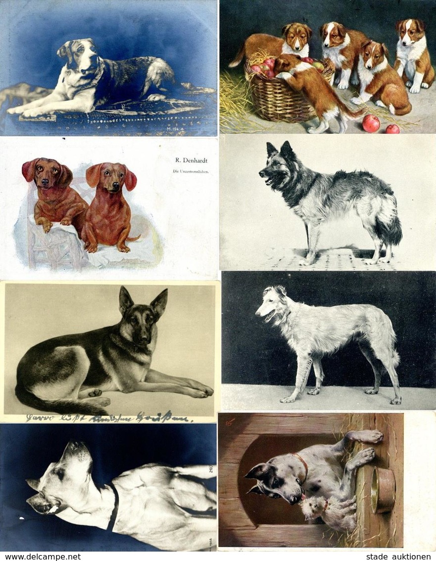 Hund Lot Mit über 40 Ansichtskarten I-II Chien - Perros