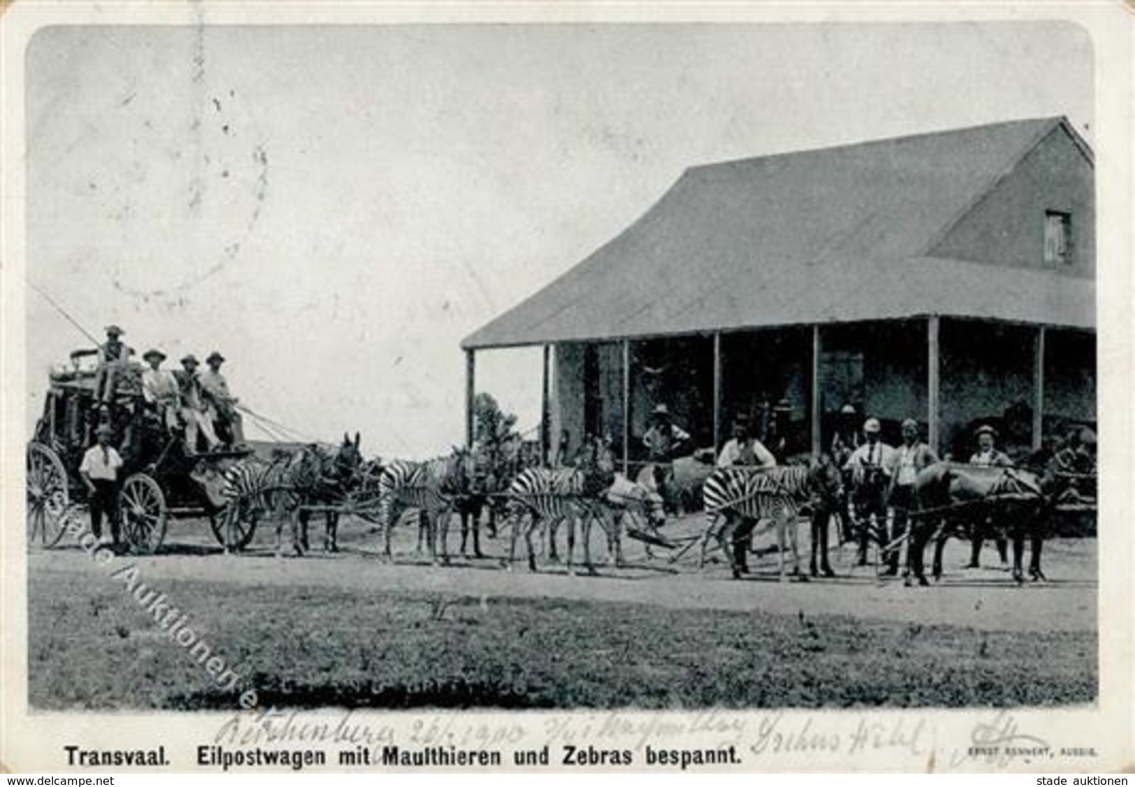 Buren Transvaal Eilpostwagen Maultiere Und Zebras 1900 II (Ecken Abgestoßen, Fleckig) - Histoire