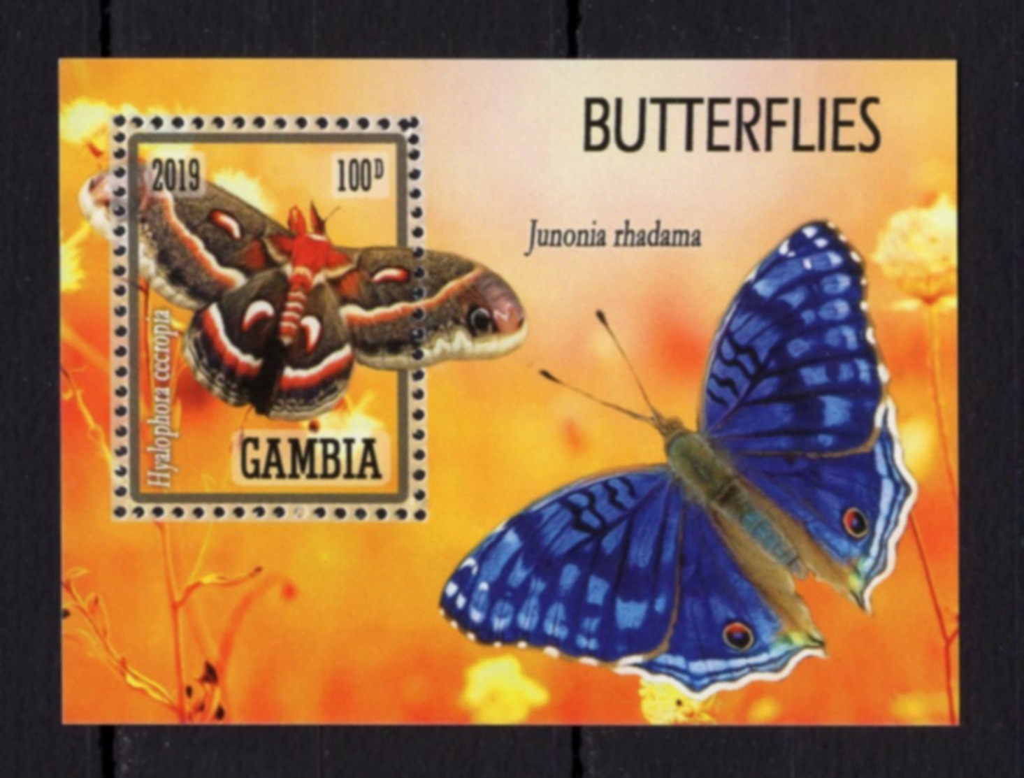 MNH - Butterflies - Fauna - Nature - Scalloped - 2019 - Gambia - Farfalle