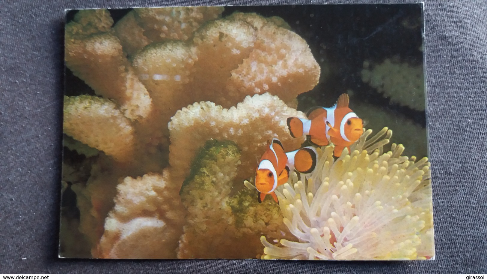 CPM POISSONS CLOWNS ORANGES OCEAN INDIEN AQUARIUM DE SAINT MALO N° 1 PHOTO M SESTER - Pesci E Crostacei