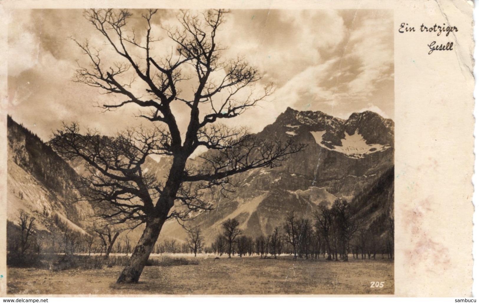 Ein Trotziger Gesell - Ahornbaum Im Karwendel 1942 Feldpost Kochel - Vomp