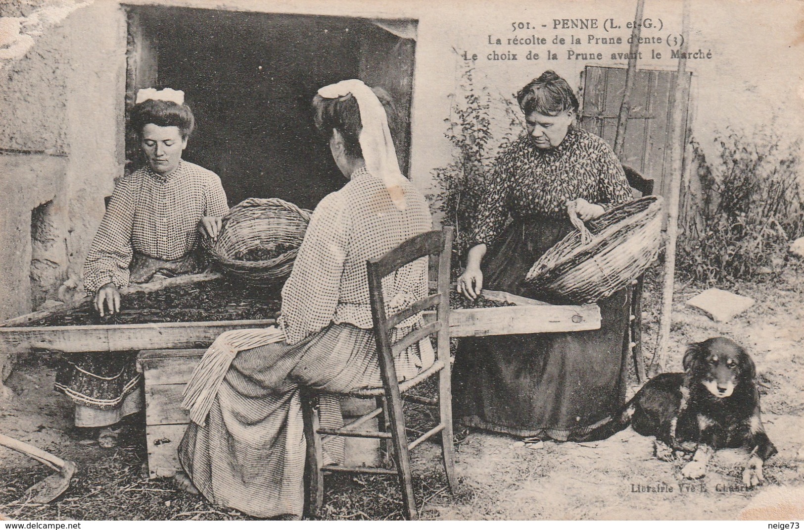 Carte Postale Ancienne Du Lot Et Garonne - Penne - La Récolte Des Prunes D'ente - Le Choix De La Prune Avant Le Marché - Sonstige & Ohne Zuordnung