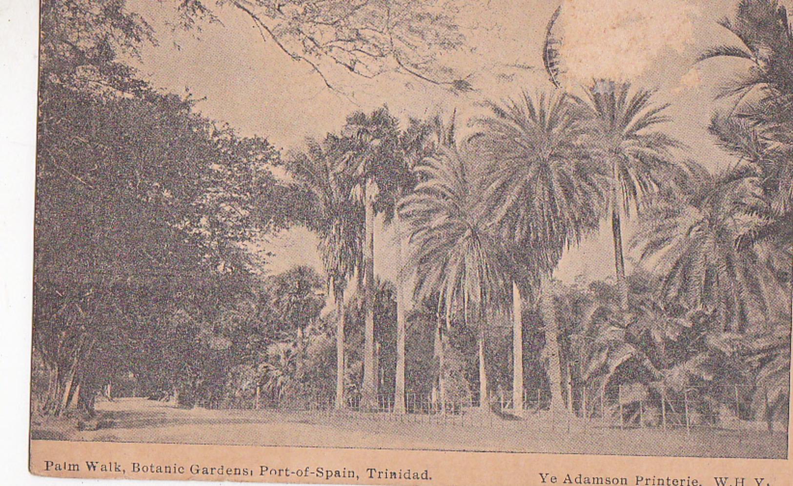 Palm Walk, Botanic Gardens,  Port Of Spain,  Trinidad  1914 - Trinidad