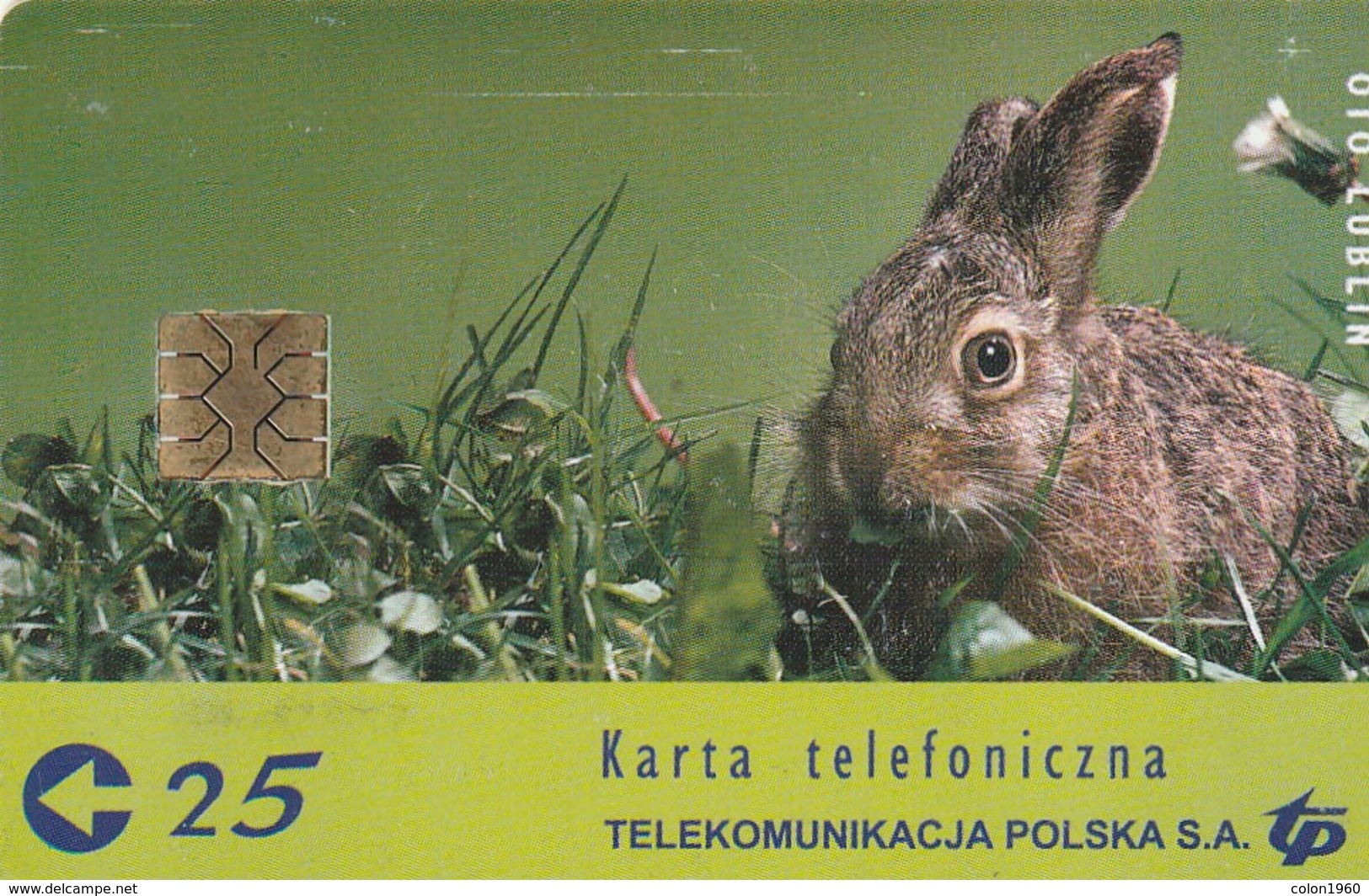 POLONIA. CHIP. Wiosna 2001, PRIMAVERA, FAUNA - CONEJOS. D-041. (073) - Kaninchen