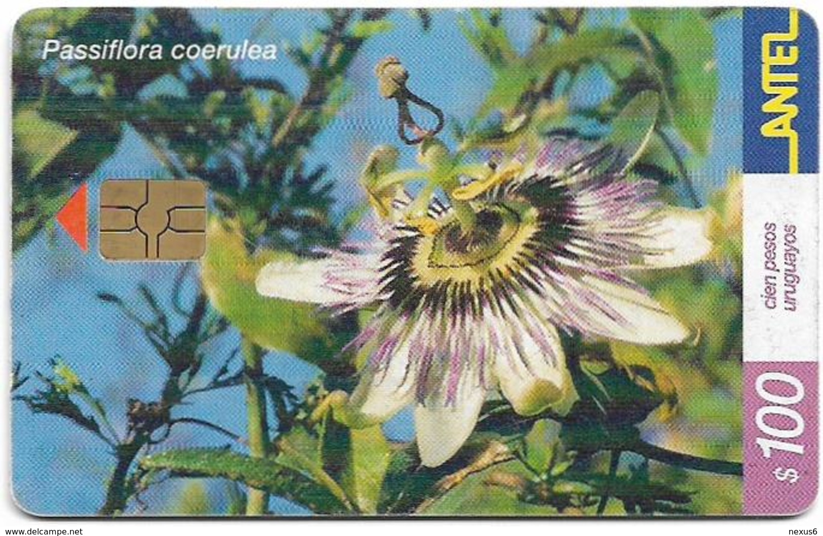 Uruguay - Antel - Passiflora Coerulea Flower - TC 171a - 03.2001, 50.000ex, Used - Uruguay