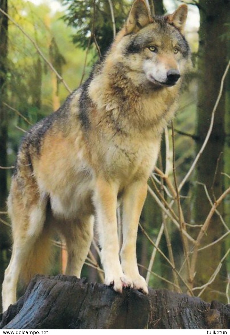 Wolf - Wolves - Loup - Lupo - Lobo - Animal - Animaux - Fauna - Faune - Autres & Non Classés