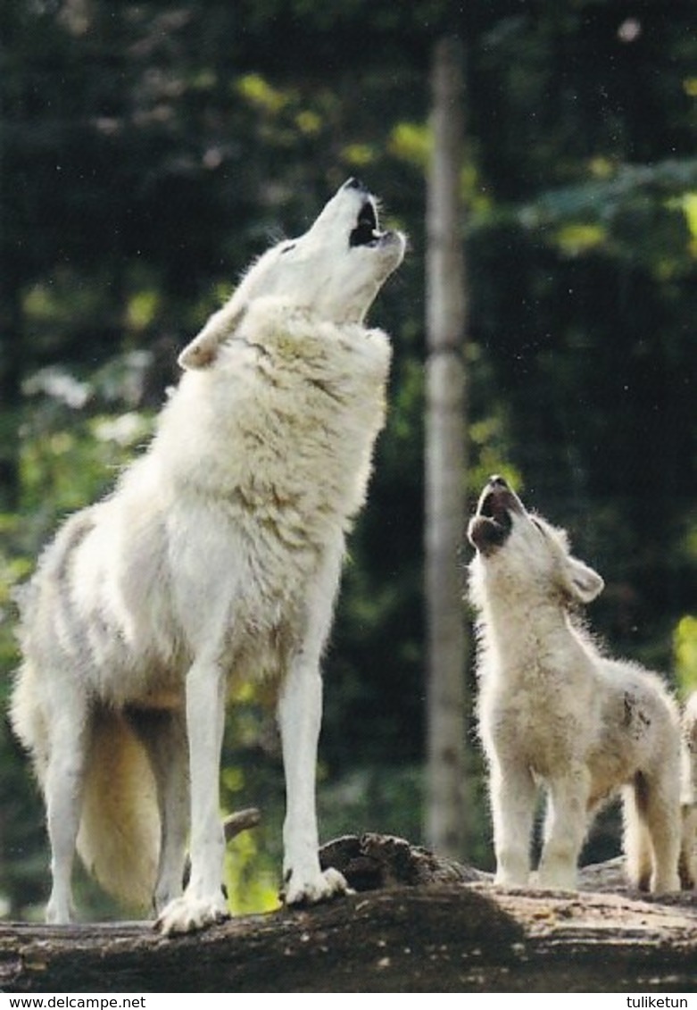 Wolf - Wolves - Loup - Lupo - Lobo - Animal - Animaux - Fauna - Faune - Autres & Non Classés