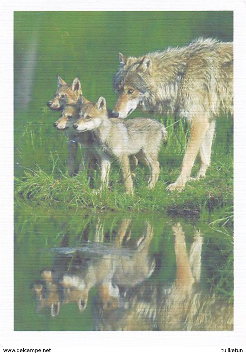 Wolf - Wolves - Loup - Lupo - Lobo - Animal - Animaux - Fauna - Faune - Autres & Non Classés