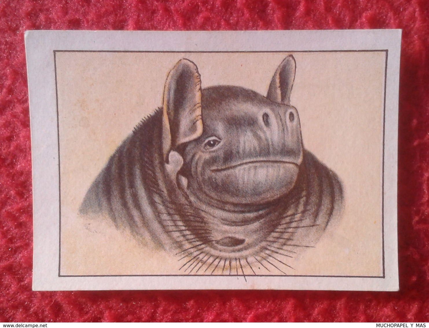 SPAIN ANTIGUO CROMO RARE OLD COLLECTIBLE CARD MURCIÉLAGO DE COLLARÍN BAT NESTLÉ CHIROMELES TORQUATUS VER FOTOS Y DESCRI - Sonstige & Ohne Zuordnung