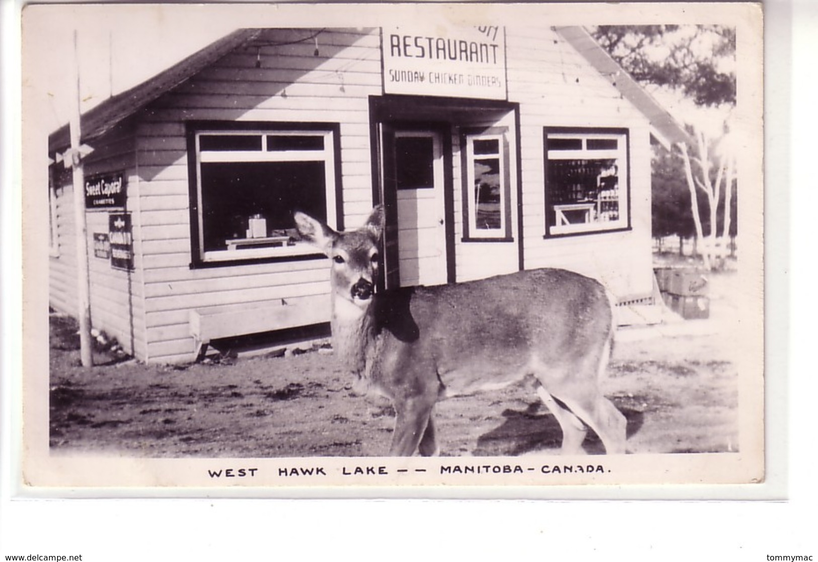 Real Photo ! Deer Looking For Lunch, West Hawk Lake, Manitoba ! - Autres & Non Classés