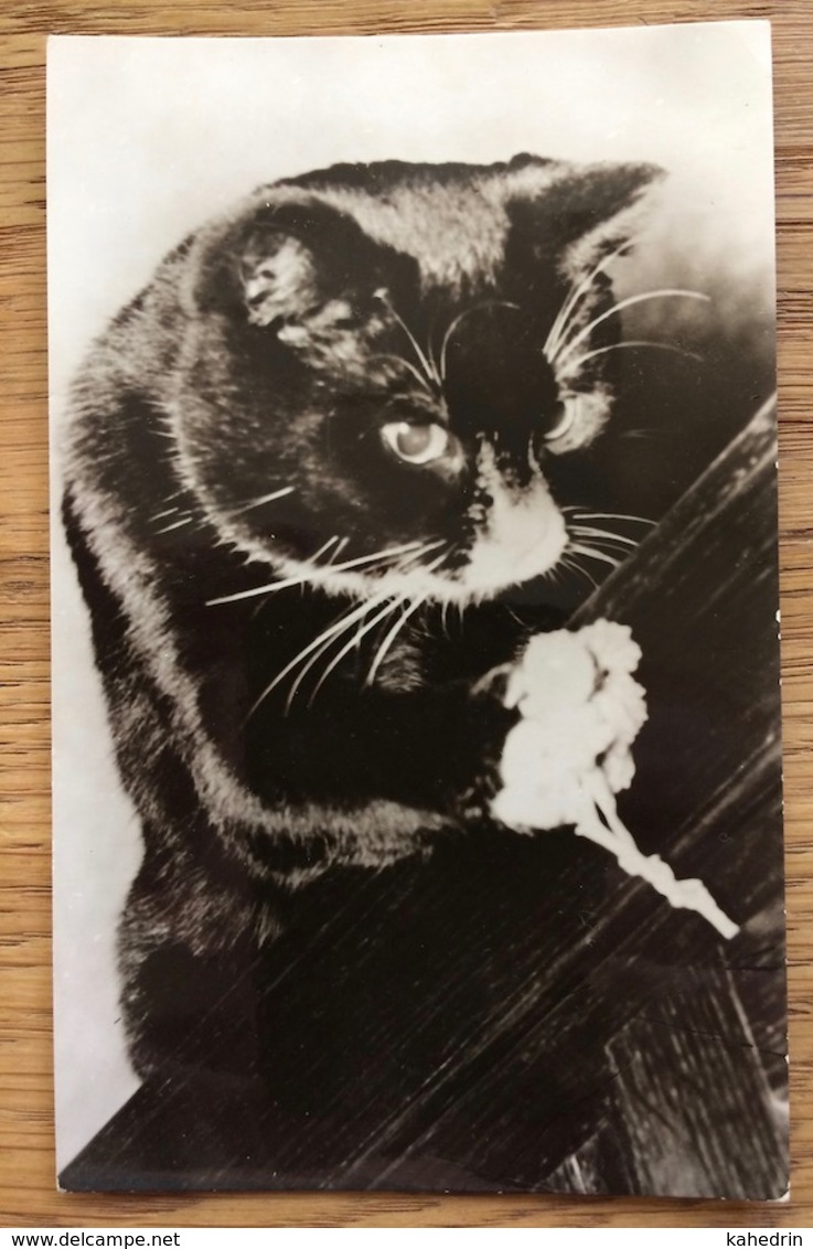 Vintage Postcard Cat ~1965, Stichting 'Kat In Nood' Den Haag Van Speykstraat - Real Photo, Unused - Katten