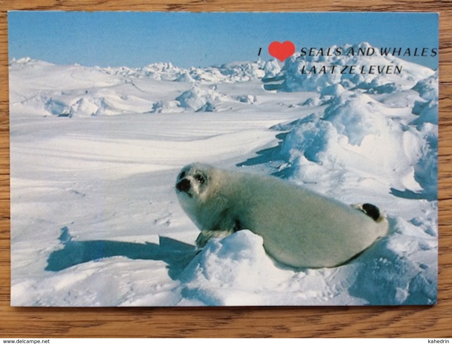 Seal Zeehond Rob Seehund Robbe Phoque Foca, Unused - Andere & Zonder Classificatie