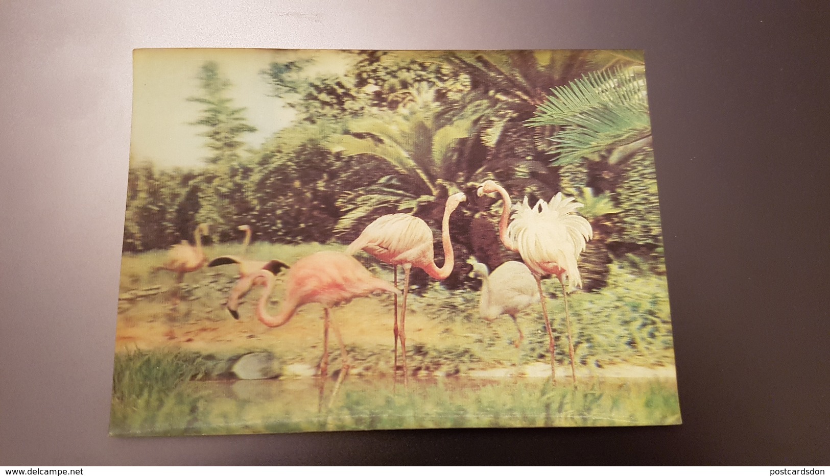 BIRD - Flamingo  - STEREO 3D PC - Stereoscope Cards