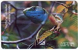 REPTILES - OBICNI ZELEMBAC 200. Kn ( Green Lizard - Lacerta Viridis ) * Croatia * Lezard Eidechse Lucertola Lagarto - Cocodrilos Y Aligatores