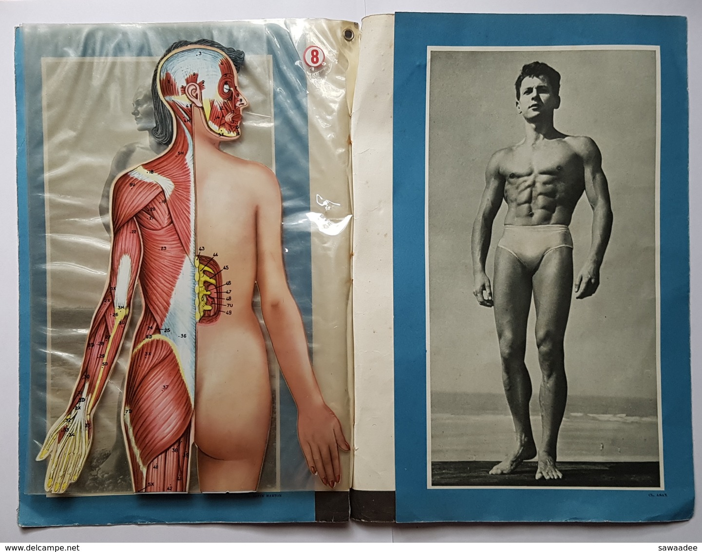 PLAQUETTE - MEDECINE - 8 TRANSPARENTS EN COULEUR - ANATOMIE HUMAINE HOMME ET FEMME - LAROUSSE - ANNEE 50 - Salute