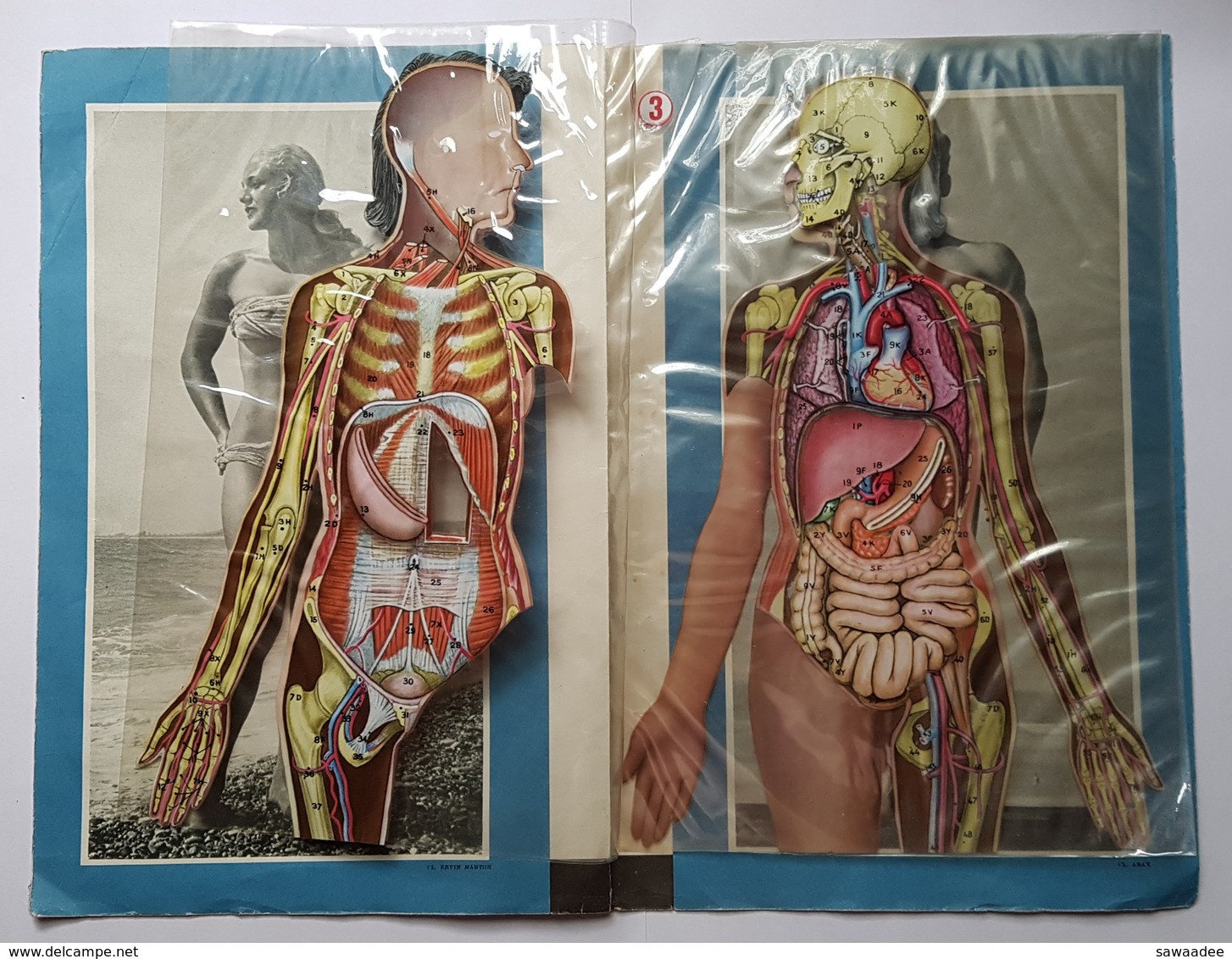 PLAQUETTE - MEDECINE - 8 TRANSPARENTS EN COULEUR - ANATOMIE HUMAINE HOMME ET FEMME - LAROUSSE - ANNEE 50