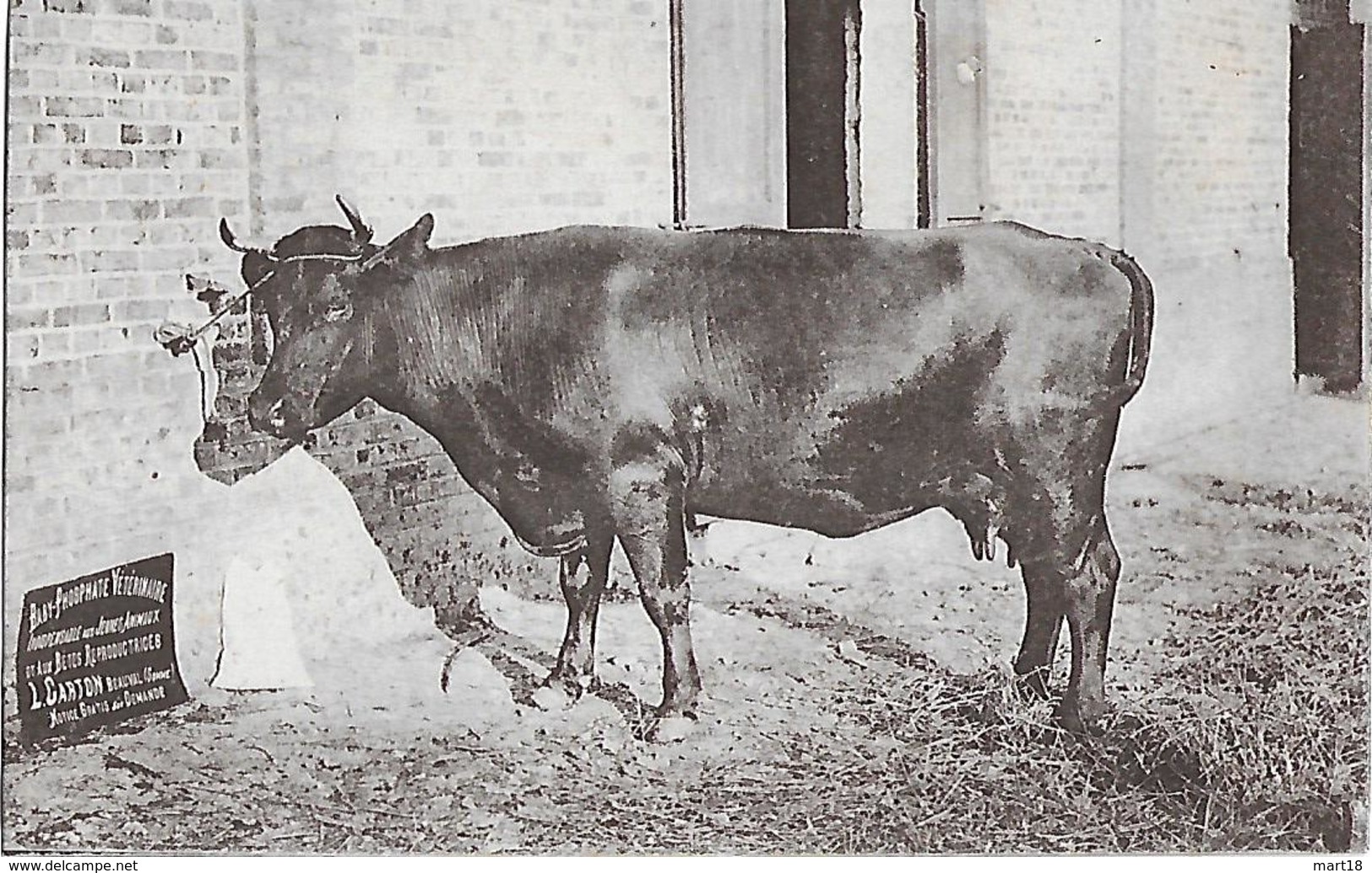 Carte Postale - CARTON à BEAUVAL (80) - Baby Phosphate Vétérinaire - Années 1920 - Beauval