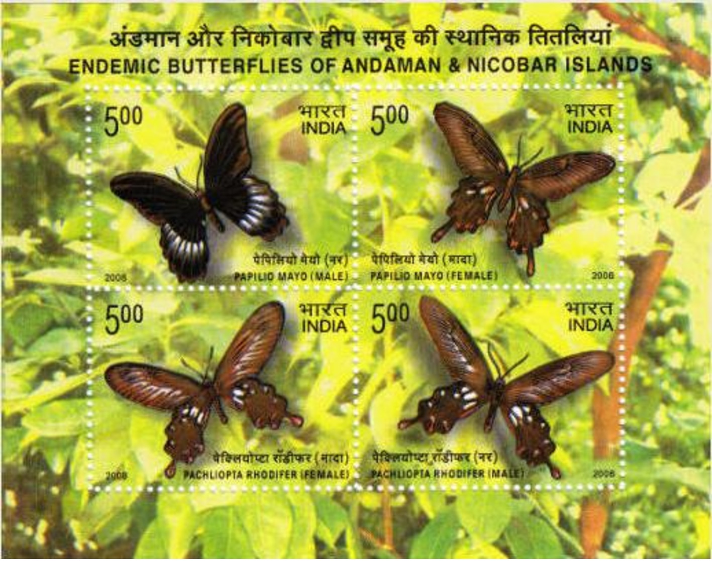 5X INDIA 2008 Butterfly; Miniature Sheet, MINT - Nuovi