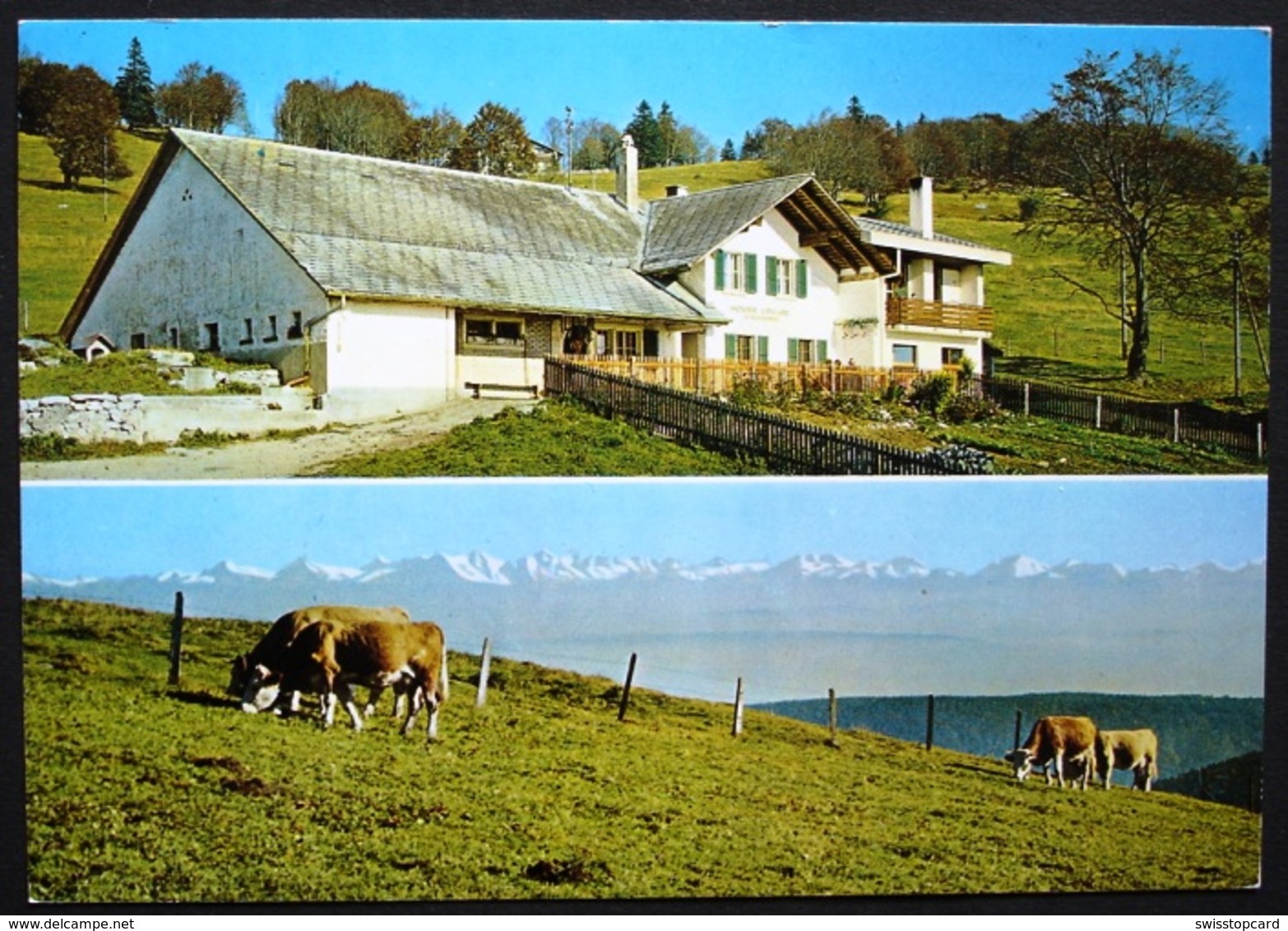 LES PRÉS- D'ORVIN Restaurant Leubringenberg Kühe - Orvin