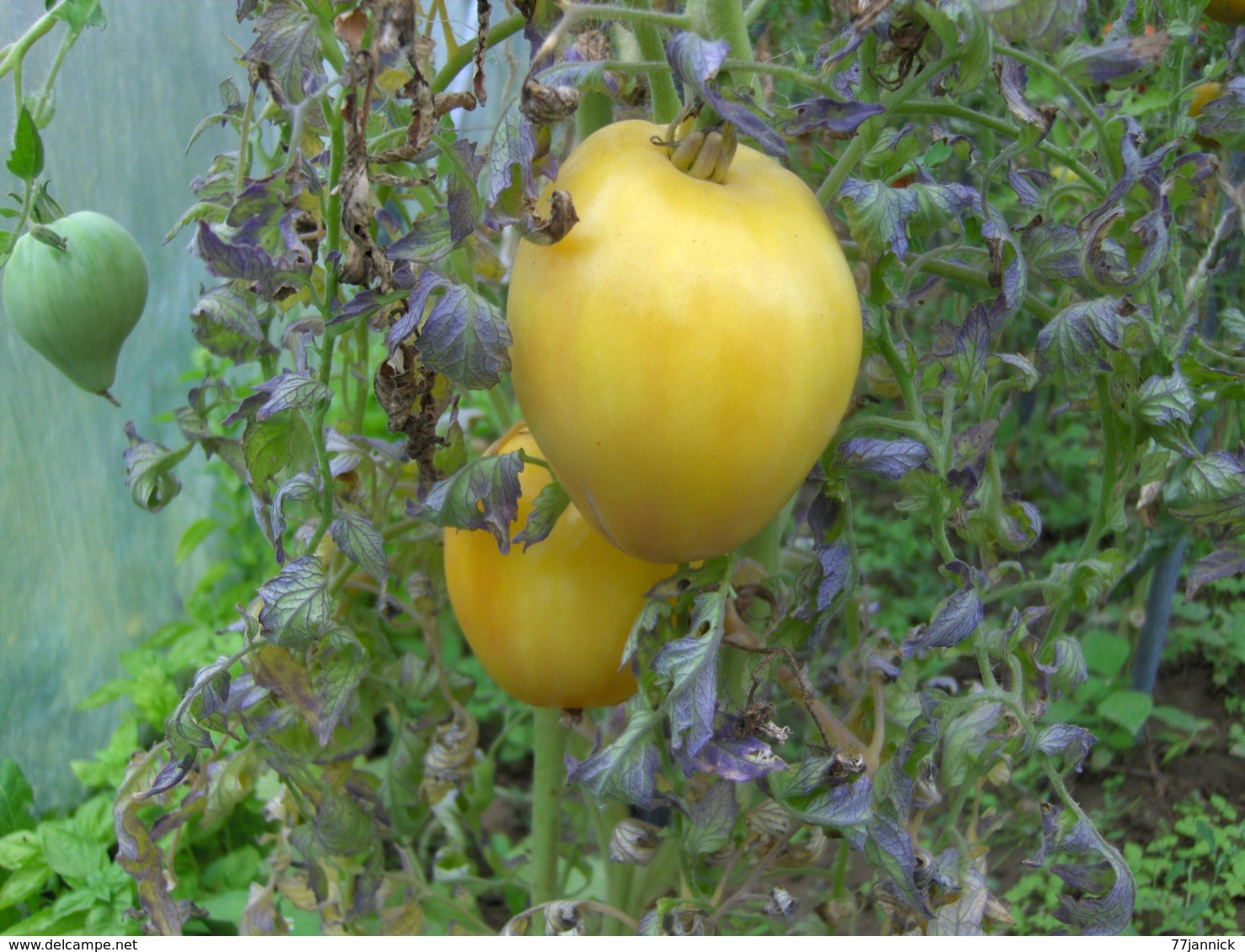 20 Graines De Tomate COEUR DE BOEUF JAUNE( BIO) - Autres & Non Classés