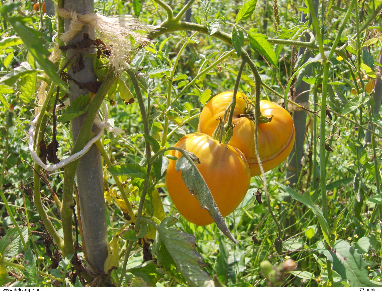 20 Graines De Tomate COEUR DE BOEUF ORANGE( BIO) - Altri & Non Classificati