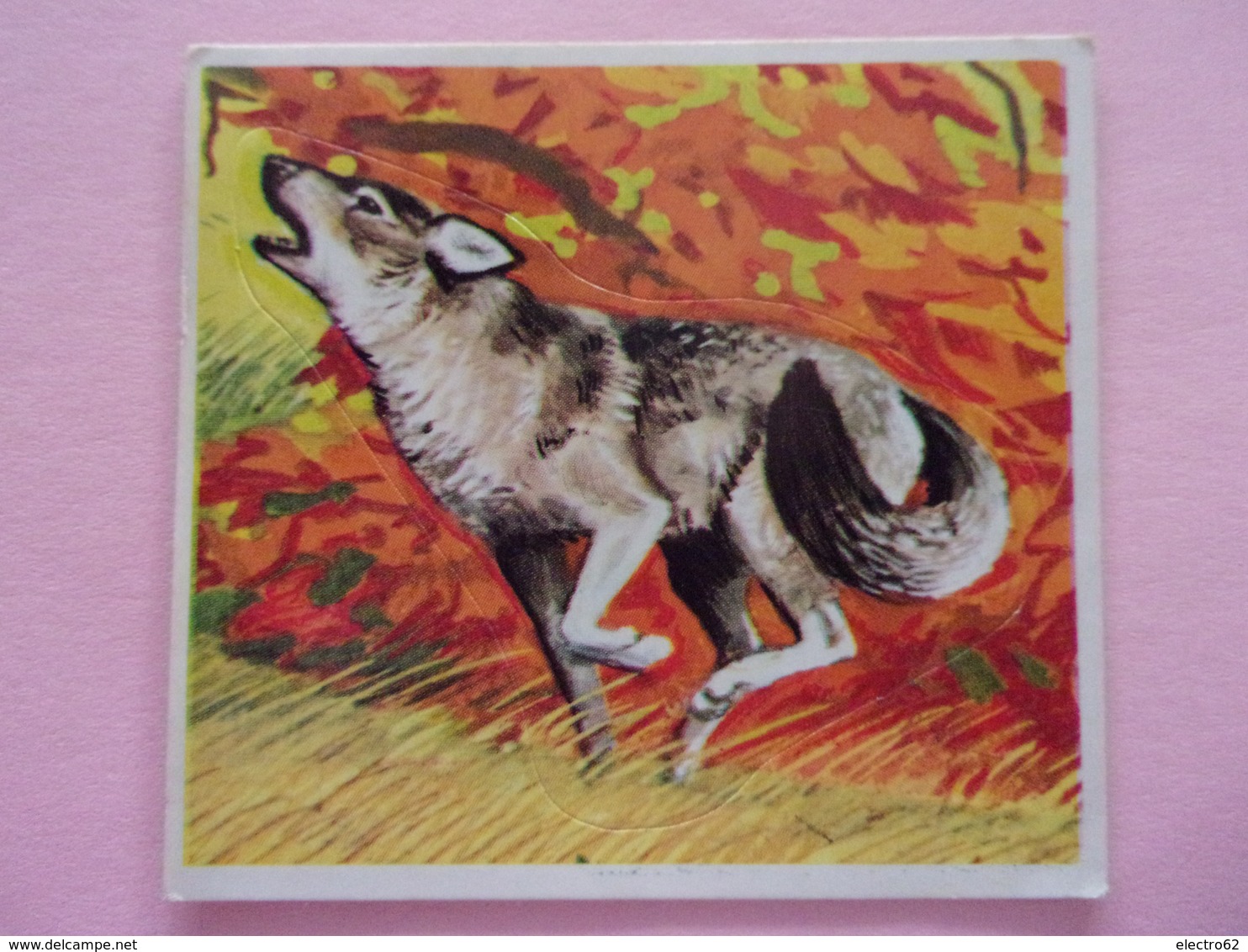 PANINI SUPER ZOO N°158 Lupo Loup Wolf - Edition Française