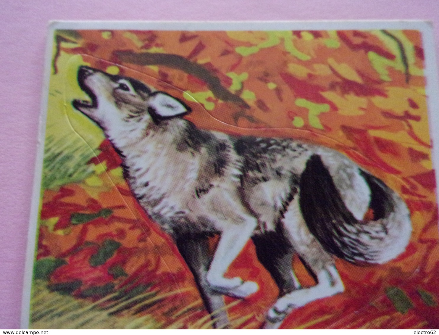 PANINI SUPER ZOO N°158 Lupo Loup Wolf - Edition Française