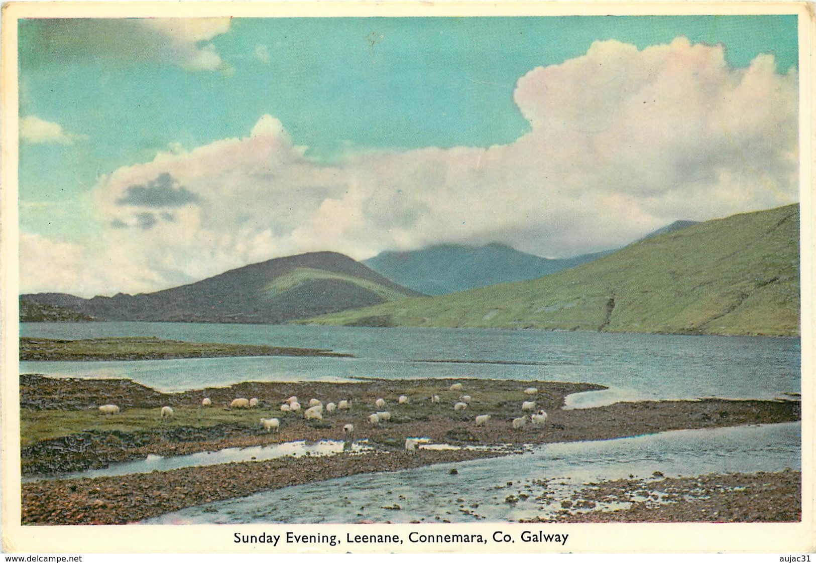 Irlande - Ireland - Galway - Sunday Evening Leenane , Connemara - Animaux - Moutons - Semi Moderne Grand Format - état - Galway