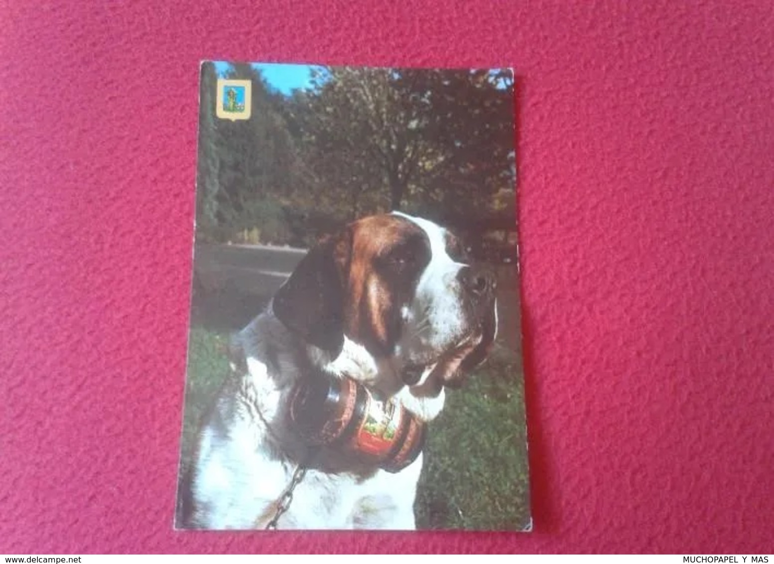 POSTAL POST CARD CARTE POSTALE POSTCARD SAN BERNAT MONTSENY PERRO CHIEN HUND DE SAN BERNARDO DOG . FISA SAINT BERARD - Cani