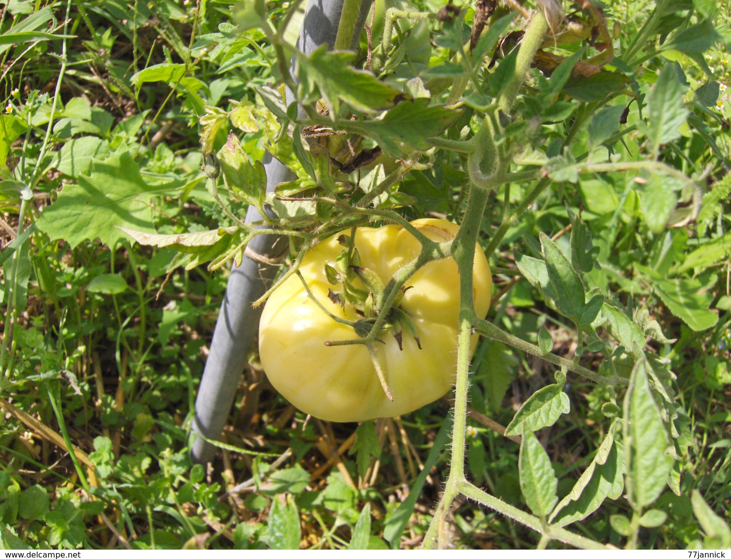 20 Graines De Tomate WHITE BEAUTY(beautée Blanche)( BIO) - Autres & Non Classés