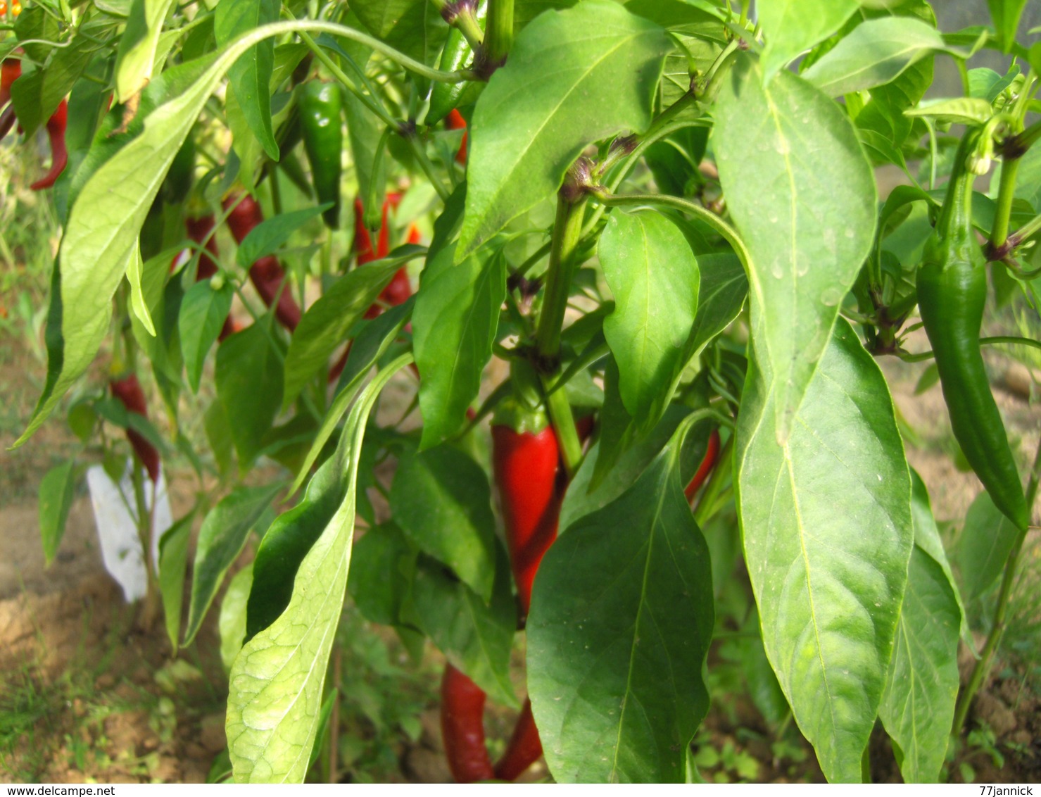 30 Graines De PIMENT DE CAYENNE ( BIO) - Autres & Non Classés