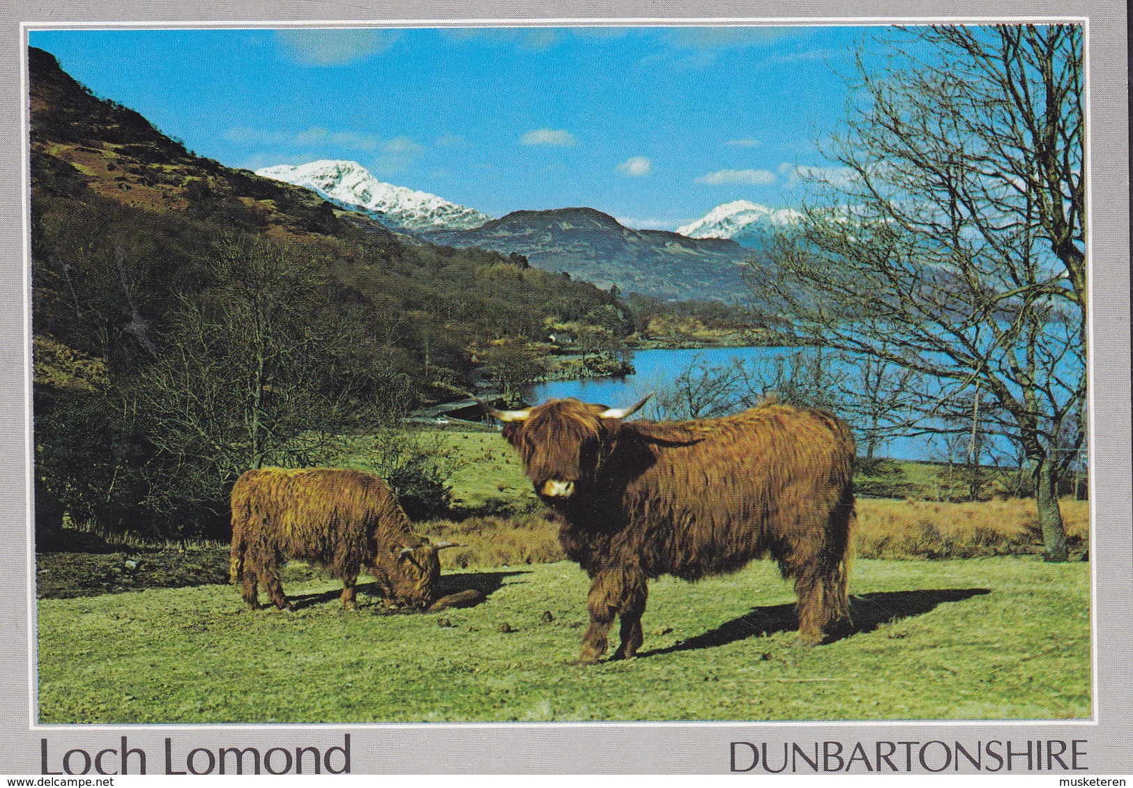 United Kingdom PPC Scotland Dunbartonshire Loch Lomond Cattle Cows View Of Ben Vane & Ben Vorlich (2 Scans) - Dunbartonshire