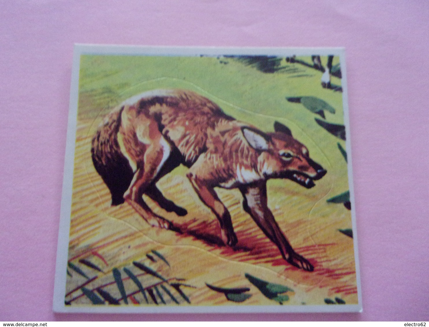 PANINI SUPER ZOO N°138 Cuon Indiano  Dhole Indische Wilde Hond Indian Wild Dog Indischer Kuon - French Edition