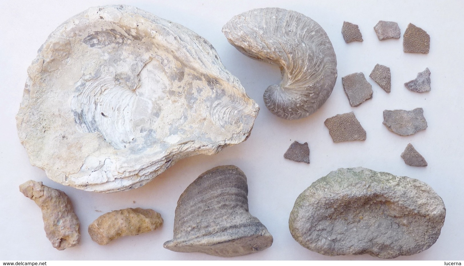 LOT : GRYPHAEA ARCUATA DU Sinémurien, HUITRE FOSSILE + ŒUFS DINOSAURES + AUTRES à Déterminer - Fossili