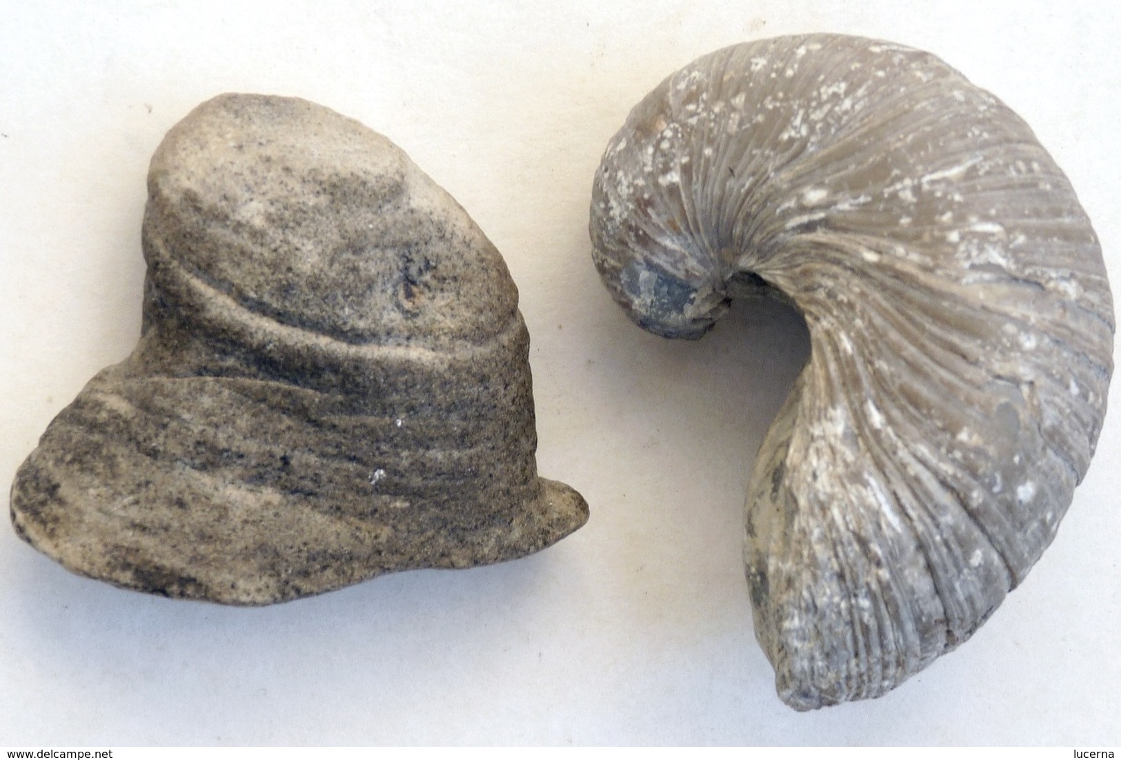 LOT : GRYPHAEA ARCUATA DU Sinémurien, HUITRE FOSSILE + ŒUFS DINOSAURES + AUTRES à Déterminer - Fossiles