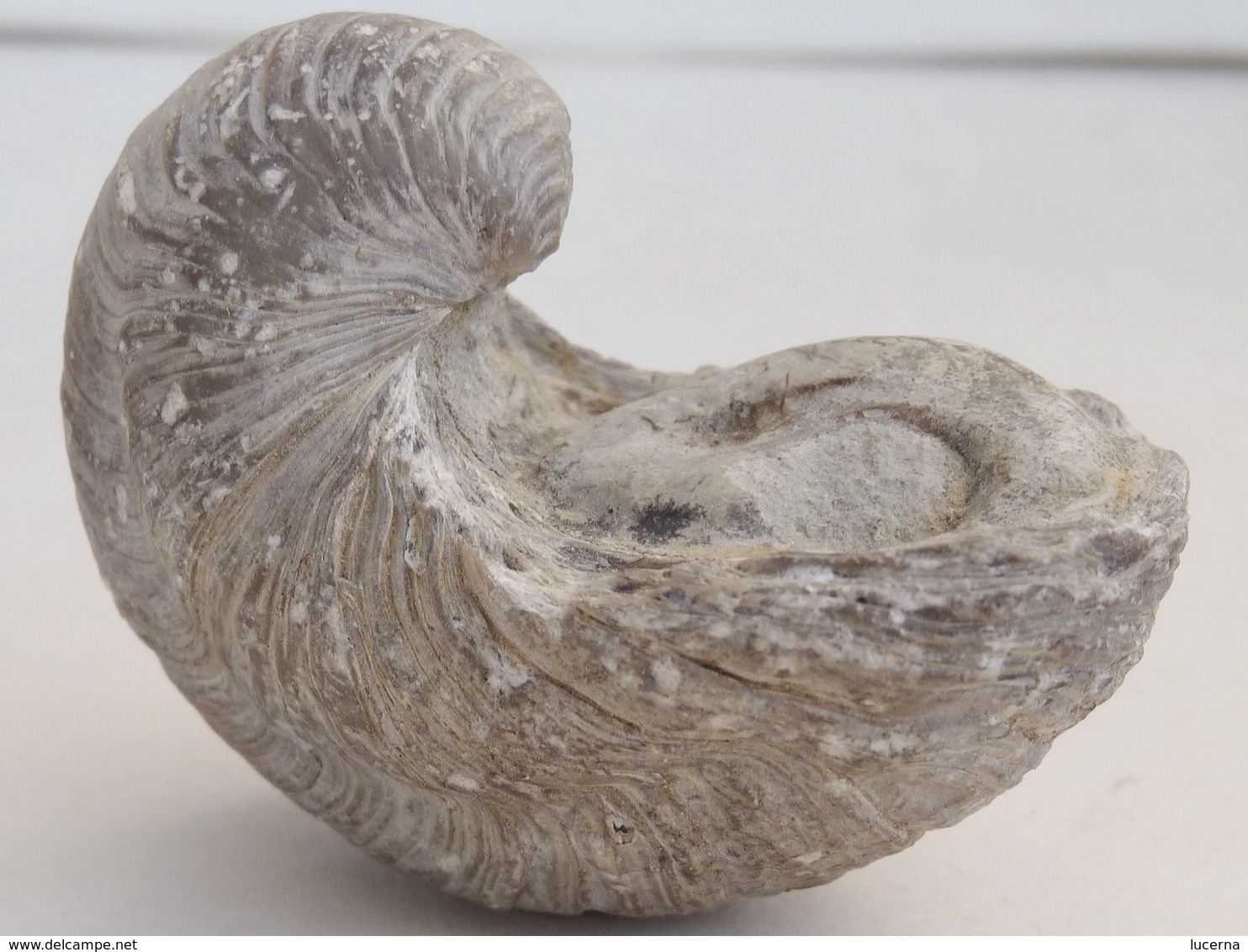 LOT : GRYPHAEA ARCUATA DU Sinémurien, HUITRE FOSSILE + ŒUFS DINOSAURES + AUTRES à déterminer