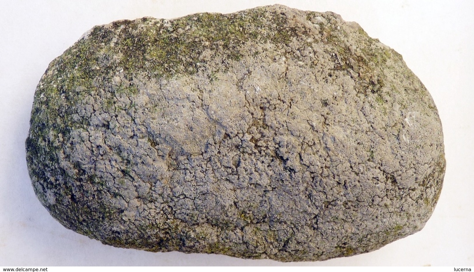 LOT : GRYPHAEA ARCUATA DU Sinémurien, HUITRE FOSSILE + ŒUFS DINOSAURES + AUTRES à déterminer